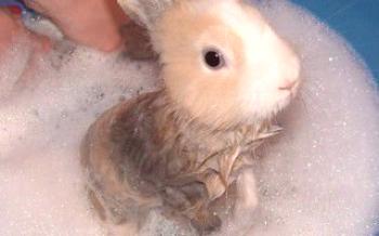 Мога ли да се къпят декоративни зайци заек