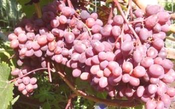 Zaporozhye Kishmish - variedade de uva precoce e frutífera