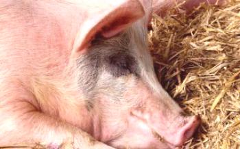 Како можеш убити свињу код куће?

Свиње