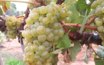 Chardonnay - uma variedade de uva e vinho