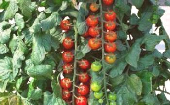 Tomates da variedade do tomate de Rapunzel
