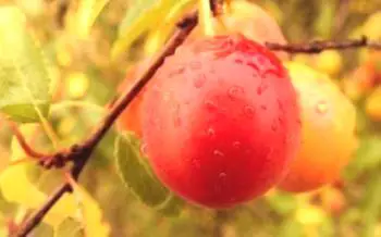 20+ най-добри сортове черешови сливи за различни райони на Слива