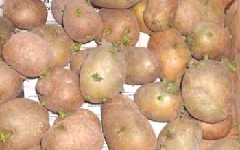 Начини за поникване на картофи преди засаждане

картофи
