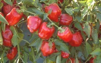Pepper planting apresenta Pimenta