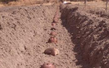 O cálculo do tempo de plantio de batatas Batatas