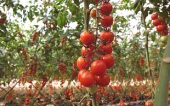 Pestovanie paradajok: výsadba a starostlivosť na otvorenom poli