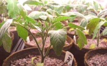 Ako zasadiť paradajky (paradajky) na sadenice správne?paradajka
