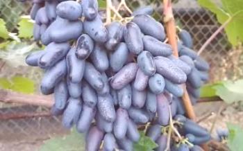 Segredos do cultivo adequado de uvas Souvenir