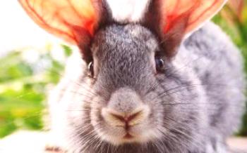 Ušné kliešte (psoroptóza) u králikov

králiky