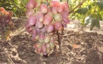 Tudo que você precisa saber sobre a variedade de uva Pysanka