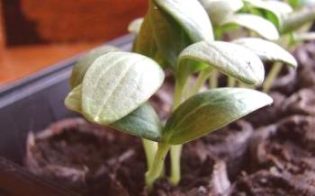Как да растат разсад краставици със собствените си ръце у дома

краставици