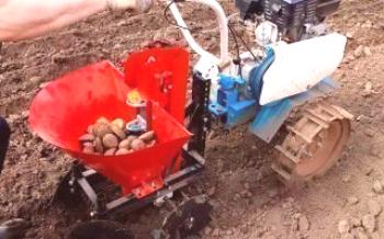 Plantando batatas usando o motoblock Batatas