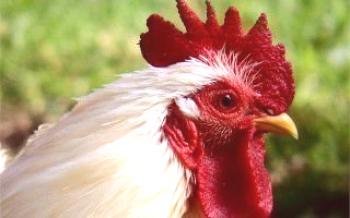 Doença de bócio em frangos: causa do aparecimento, sintomas, tratamento e prevenção de frangos