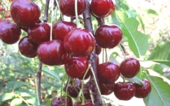 Cultivo de Ufehertoi e Fyurtosh Cherry