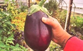 Отглеждане на патладжани и грижа за тях в парникови Eggplants