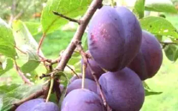 Caractéristiques variétés prune groupe hongrois

Prune