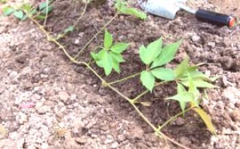 Kako se uzgajaju i sadnice djevojačkog grožđa