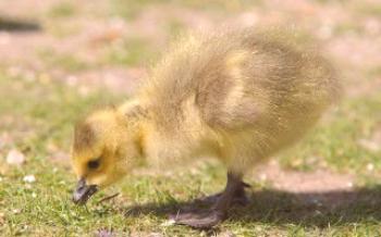 Ako dostať goslingov do inkubátora

husi