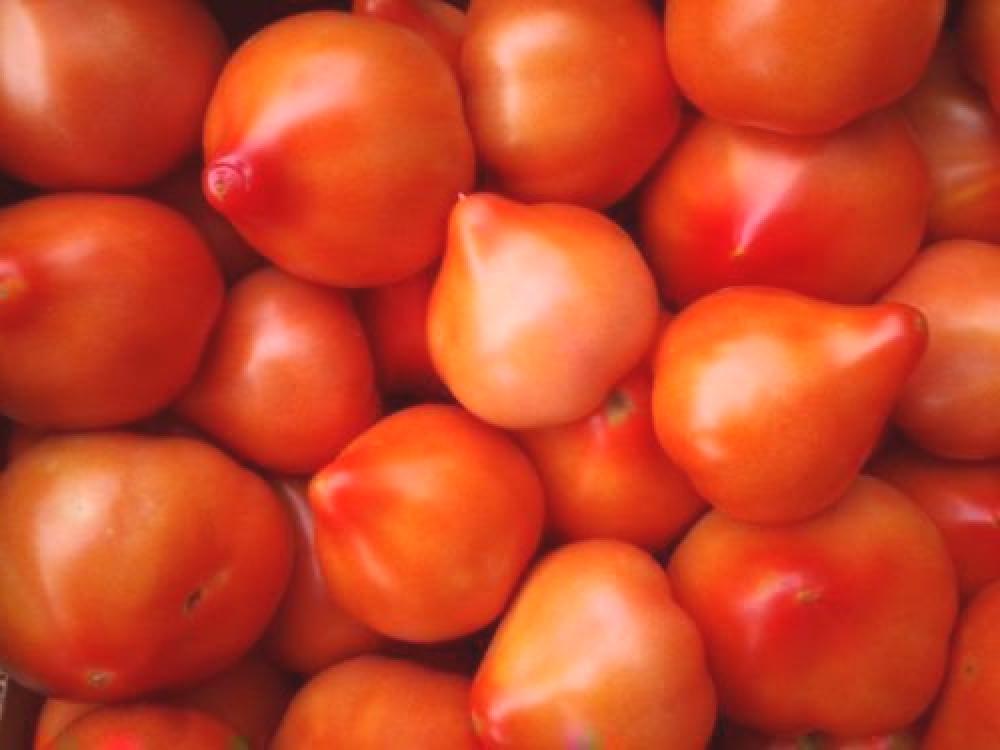 graines de Tomate Prima 100 graines 