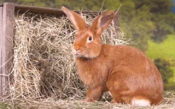 Отглеждане и грижа за бургундски зайци

Зайци