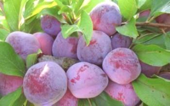 Características do cultivo de ameixa East Souvenir

Ameixa