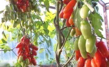 Quando é melhor plantar tomates em uma estufa de policarbonato

Tomate