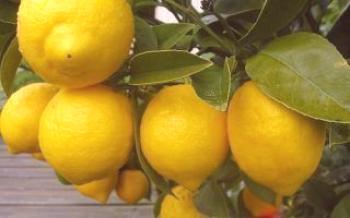 Защо лимон не плодове у дома

лимон