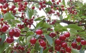 Plantar e cuidar de cerejas na região de Moscou

Cereja