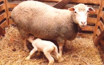 Všetko o tehotenstve u oviec. Okoth zviera

Ovce
