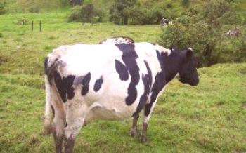 O que é uma vaca Netel