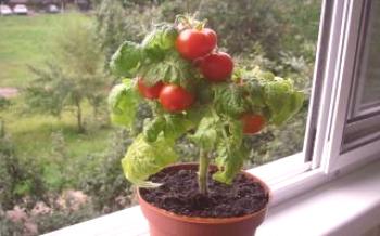 Pravila za uzgoj rajčica kod kuće na prozorskoj dasci Rajčica