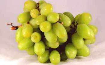 Истинско чудо на японското отглеждане на грозде - сорт Тиен Шан