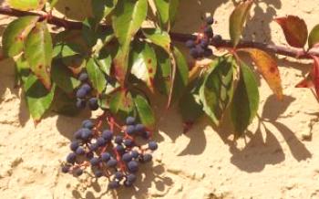 Formas de plantar uvas de solteira no outono