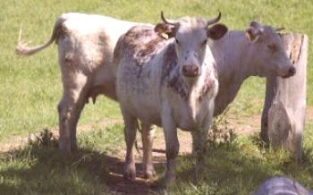 Vacas da infertilidade da vaca