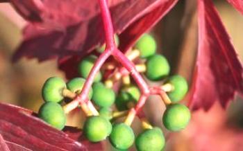 Диво грозде: грижи и размножаване