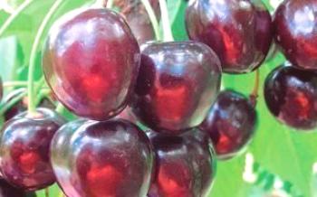 Cultivando cerejas variedades Morel e Amorel

Cereja