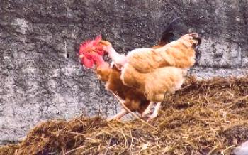 Excrementos de pollo como fertilizante orgánico para pepinos Pepinos