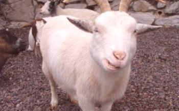 Determinação da idade da cabra

Cabras