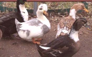 Башкирски домашни патици: Характеристики и особености на патицата