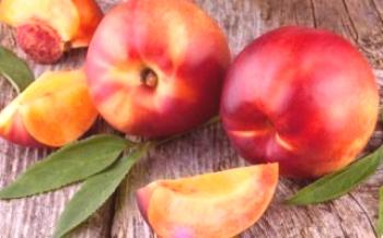 A origem e as características das nectarinas Peach