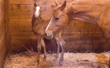 Apresenta potros recém-nascidos Cavalos