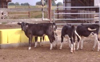 Левкемия: особености на заболяването при крави

крави