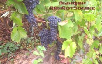 Sobre a variedade de uva 