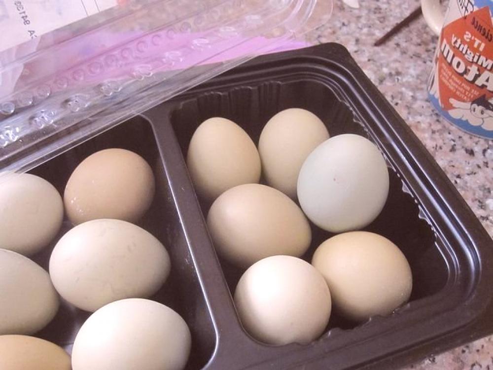 Яйца фазана купить. Яйцо фазана. Сырые яйца фазана. Приготовление яиц фазана. Фазаньи яйца фото.