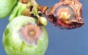 Antracnose da uva: tratamento e medidas preventivas