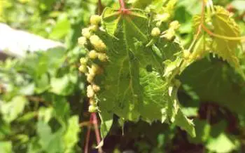 Tratamento de filoxera em uvas