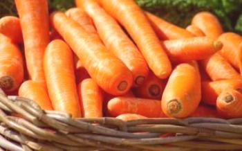 15 метода за съхранение на моркови в мазето или апартамента Моркови