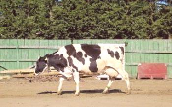 Maladies du pis chez une vache: traitement

Les vaches