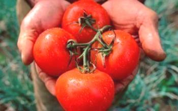 Правила за отглеждане на ранни сортове домати

домат