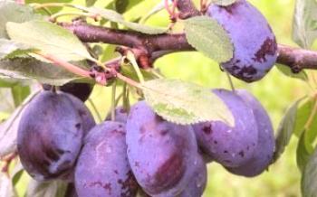 Características do cultivo de ameixa Blue Dar Plum